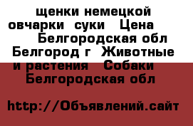 щенки немецкой овчарки -суки › Цена ­ 10 000 - Белгородская обл., Белгород г. Животные и растения » Собаки   . Белгородская обл.